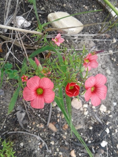Rare plant species found