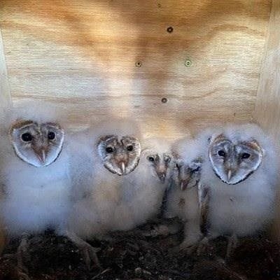 Blanco se uiltjies landwyd bekend
