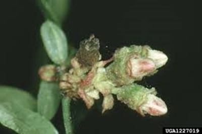 North American pest threatens SA’s blueberry industry