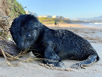 Eight seal pups rescued since 4 November