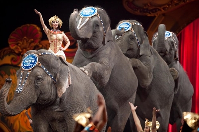 SPCA against wild animals in circus