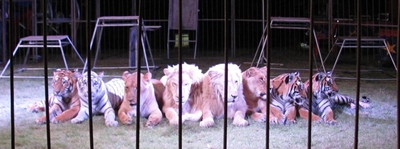 Circus animals captivate and disturb