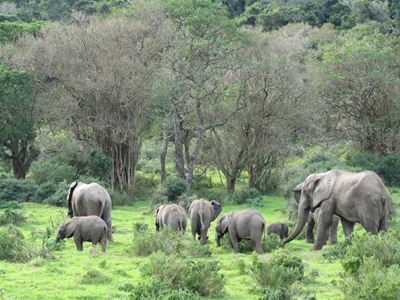 Elephant relocation saga continues