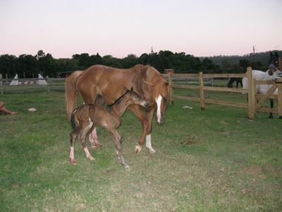 Update: Filly's birth brings joy