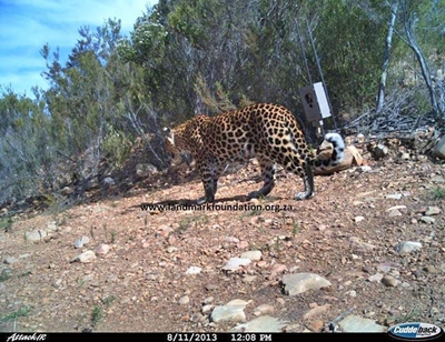 Pregnant leopard spotted