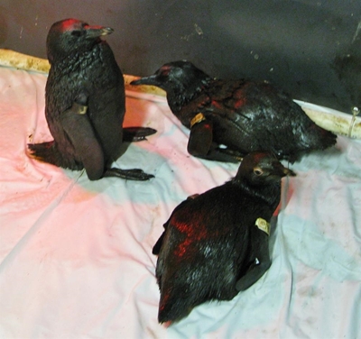 SANCCOB to the rescue of birds