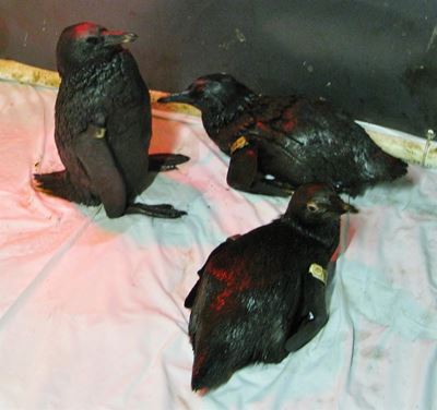 SANCCOB to the rescue of birds