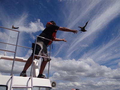 Rare avian visitor sent on his way