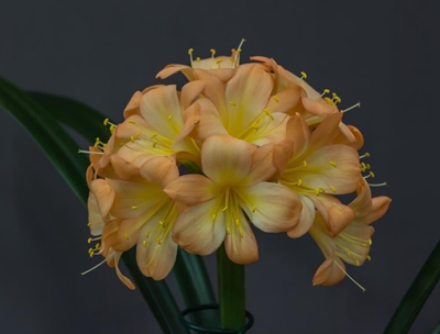 Fabers take gold, silver and bronze at clivia show