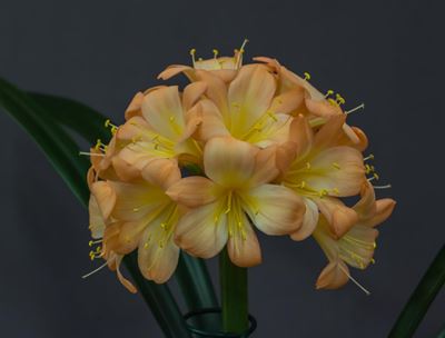 Fabers take gold, silver and bronze at clivia show