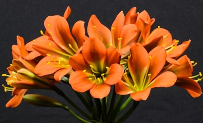 Alles en nog meer oor clivias