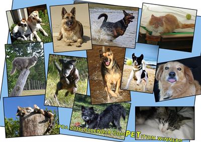 2017 SPCA calendar competition