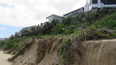 Drive to protect milkwood trees