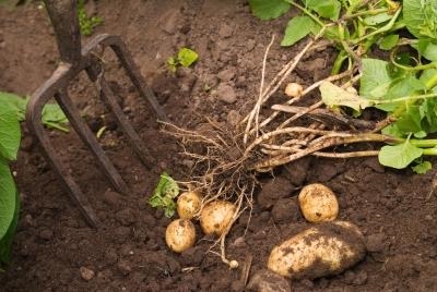 Conservation farming - the way to sustainable potato production