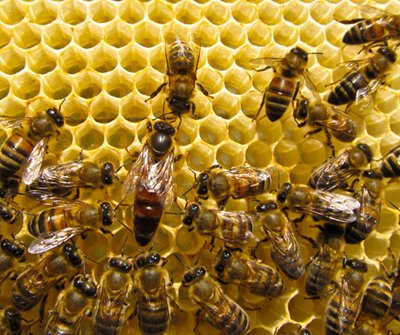 Spike in honey bee poisonings highlights urgent need to tighten regulations on agrochemical use
