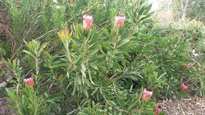 Bargains galore at botanical garden's sale