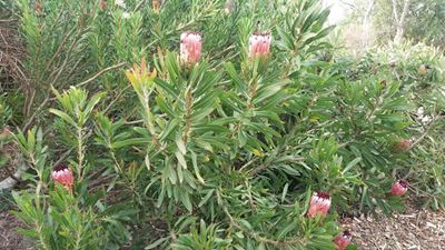 Bargains galore at botanical garden's sale