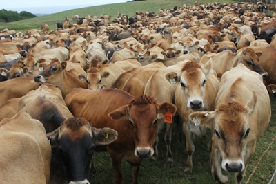 Drought-proofing the Southern Cape