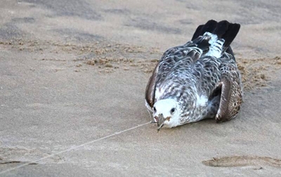 'Seagull saga an accident'