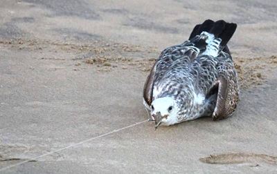 'Seagull saga an accident'