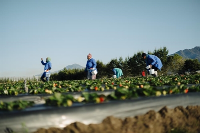 Growing sweet success in the Garden Route