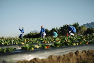 Growing sweet success in the Garden Route