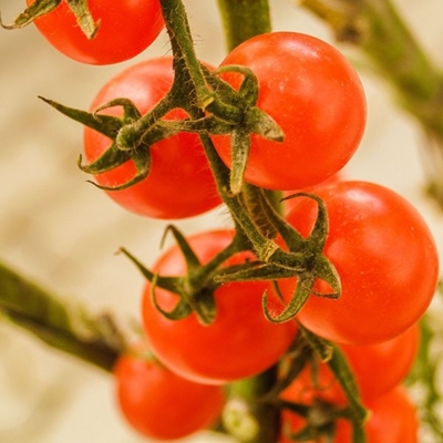 The best plants to grow for your climate