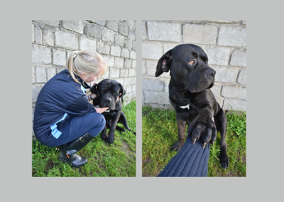 Meet Big Show, the gentle giant looking for a home