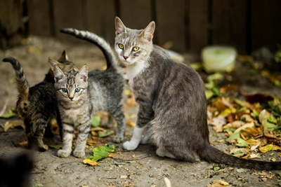 Spay it forward
