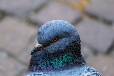 Kalaharie Boesman wen federasie