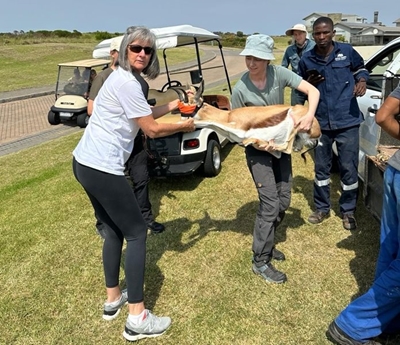 8 Oubaai springbuck relocated