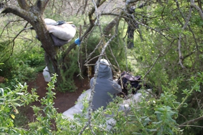 Saartjie loop kringe in die bos