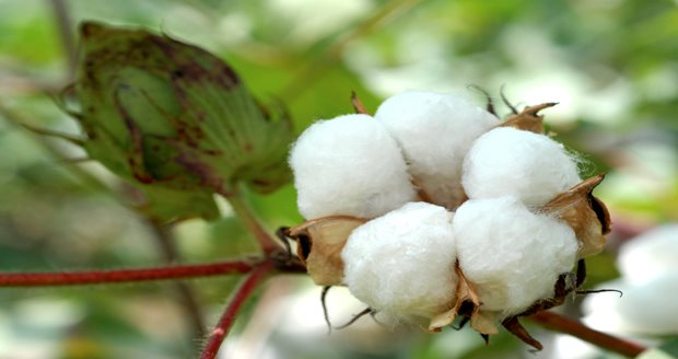 SA cotton industry created 5 500 jobs in 4 years | Knysna-Plett Herald