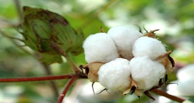 SA cotton industry created 5 500 jobs in 4 years