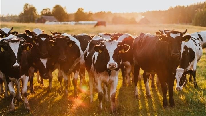 BMA intercepts illegal veterinary medicines