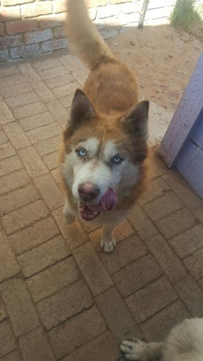Verlore Husky se eienaars gesoek