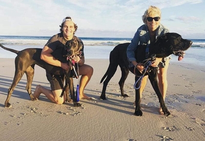Twee Great Danes op soek