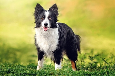 Choosing the perfect dog for your family
