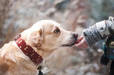 Millions of pets find themselves on the street 