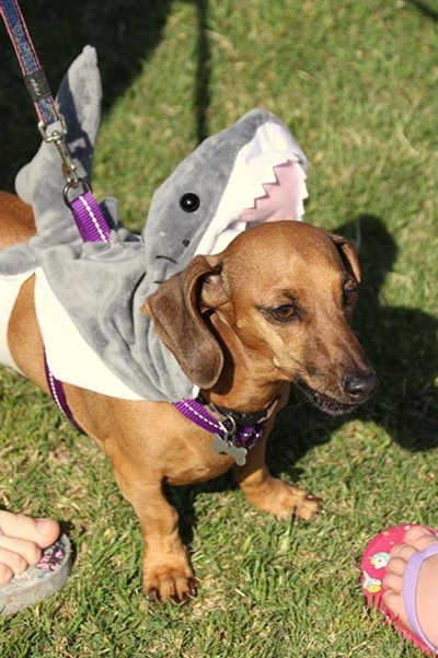 Dogs show off for S.M.A.R.T.