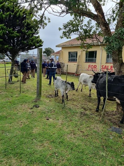 Rondlopervee neem nou Pacaltsdorp op horings