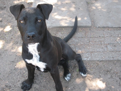 Lucky survives dogfighting