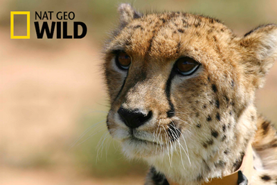 Cheetah's story told worldwide