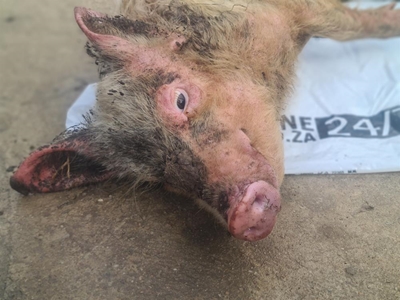 Court case after pig found emaciated