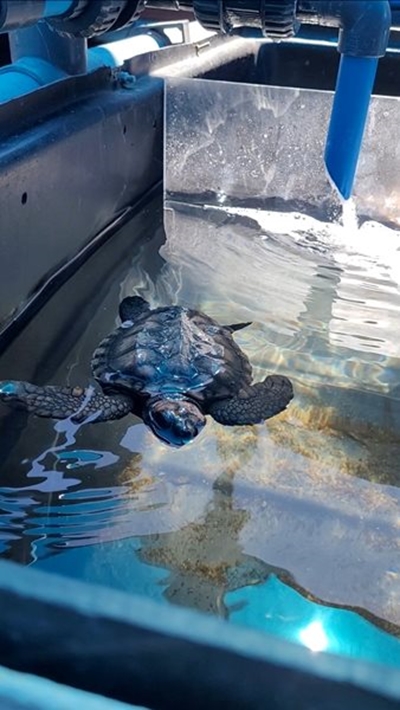 Never return a stranded turtle to the ocean