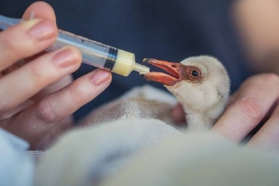 Thousands of flamingo chicks pay the price for drought, negligence