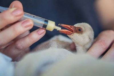 Thousands of flamingo chicks pay the price for drought, negligence