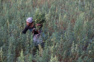 "Legalisation is killing our market"