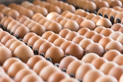 Egg price expected to rise by 20%