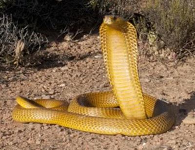 All about the Cape cobra